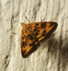 Pyrausta subsequalis