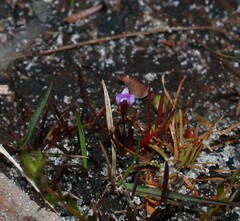 Utricularia lateriflora