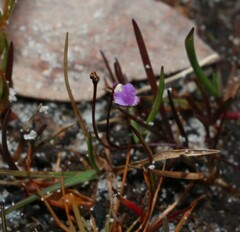 Utricularia lateriflora