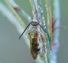 Radumeris tasmaniensis