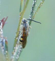 Radumeris tasmaniensis