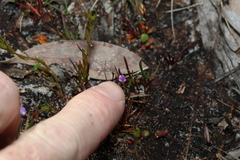 Utricularia lateriflora