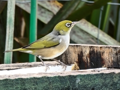 Zosterops lateralis lateralis