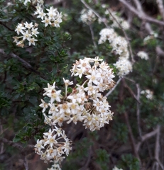 Pomaderris obcordata