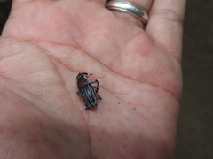 Sphenophorus aequalis