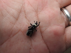 Sphenophorus aequalis