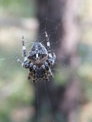 Araneus angulatus
