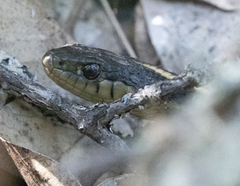 Thamnophis elegans terrestris