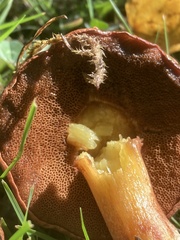 Chalciporus piperatus