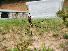 Trichonephila clavata