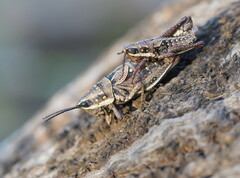 Monistria pustulifera