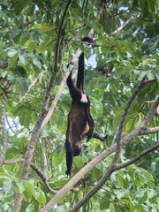 Alouatta palliata