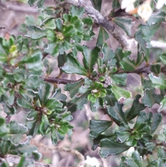 Pomaderris obcordata