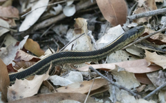 Thamnophis elegans terrestris