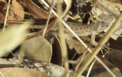 Sceloporus occidentalis bocourtii