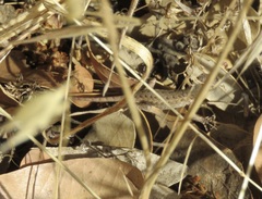 Sceloporus occidentalis bocourtii