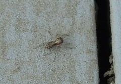 Menemerus semilimbatus