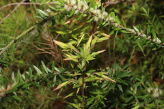 Leucopogon pimeleoides