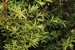 Leucopogon pimeleoides