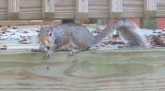 Sciurus carolinensis