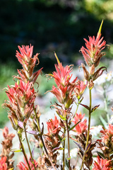 Castilleja miniata