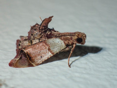 Pyralis oenoealis