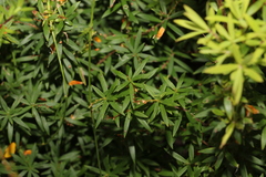 Leucopogon pimeleoides