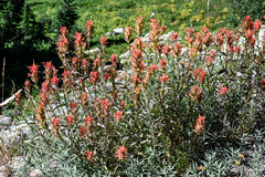 Castilleja miniata