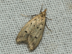 Atheropla decaspila