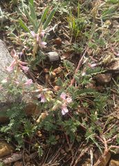 Astragalus flexuosus