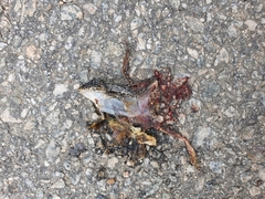 Pelophylax nigromaculatus