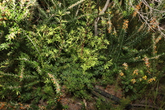 Leucopogon pimeleoides