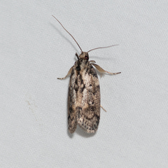 Philobota baryptera