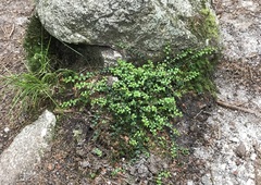 Gaultheria hispidula