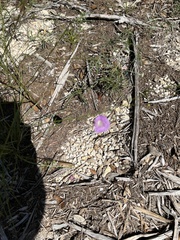 Agalinis edwardsiana