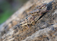 Monistria pustulifera