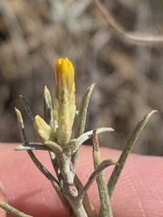 Ericameria nauseosa speciosa