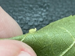 Caryomyia eumaris