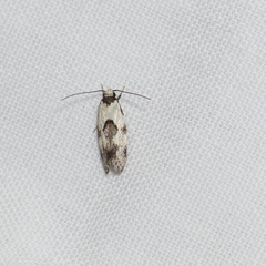 Euphiltra epilecta
