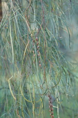 Acacia stenophylla