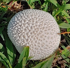 Lycoperdon curtisii