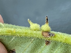 Caryomyia cucurbitata