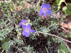 Penstemon linarioides