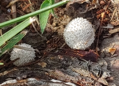 Lycoperdon curtisii
