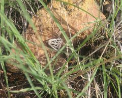 Callistege diagonalis