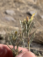 Ericameria nauseosa speciosa