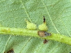 Caryomyia cucurbitata