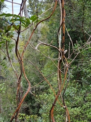 Ripogonum scandens