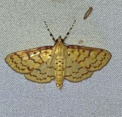 Polygrammodes flavidalis