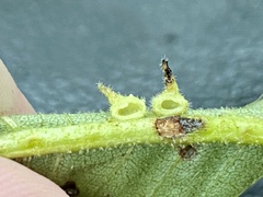 Caryomyia cucurbitata